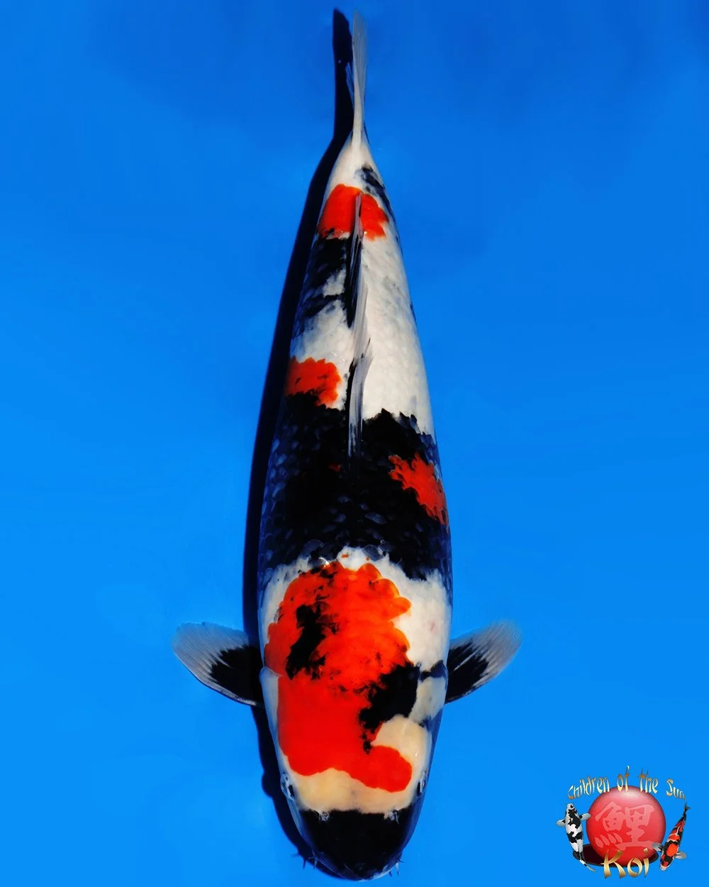 Koshiji Sansai Tancho Showa — Children of the Sun Koi - Japanese